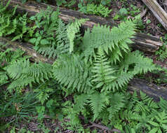 Image of Northern Lady Fern