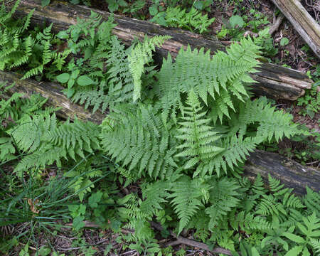 Athyrium asplenioides var. angustum (Willd.) T. Moore resmi