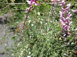 Sivun Indigofera pendula Franch. kuva