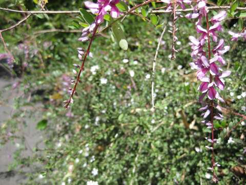 Imagem de Indigofera pendula Franch.