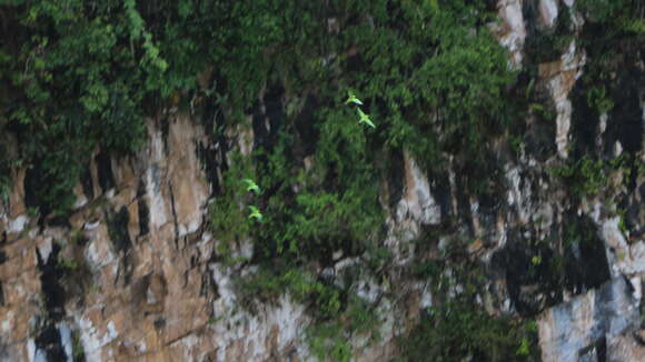 Image of Yellow-naped Amazon