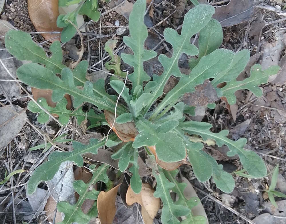 Image of Maltese star-thistle