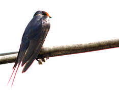 Image of Hirundo Linnaeus 1758