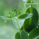 Image of Euphorbia maritae Rauh
