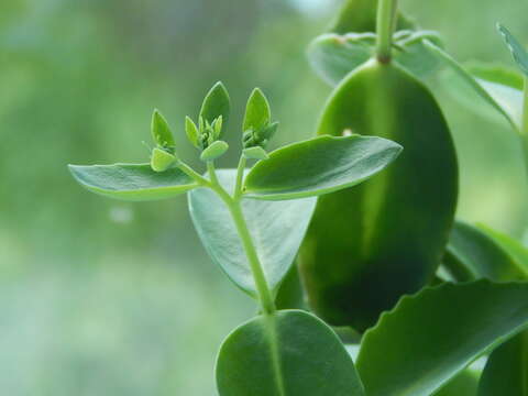 Euphorbia maritae Rauh resmi