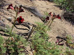 Image of Argylia radiata (L.) D. Don