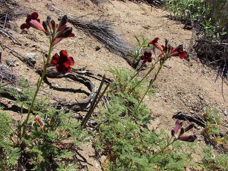 Imagem de Argylia radiata (L.) D. Don