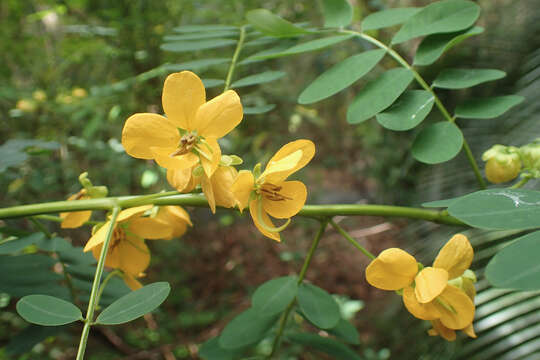 Image of Senna acclinis