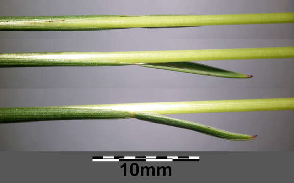 صورة Helictochloa pratensis (L.) Romero Zarco