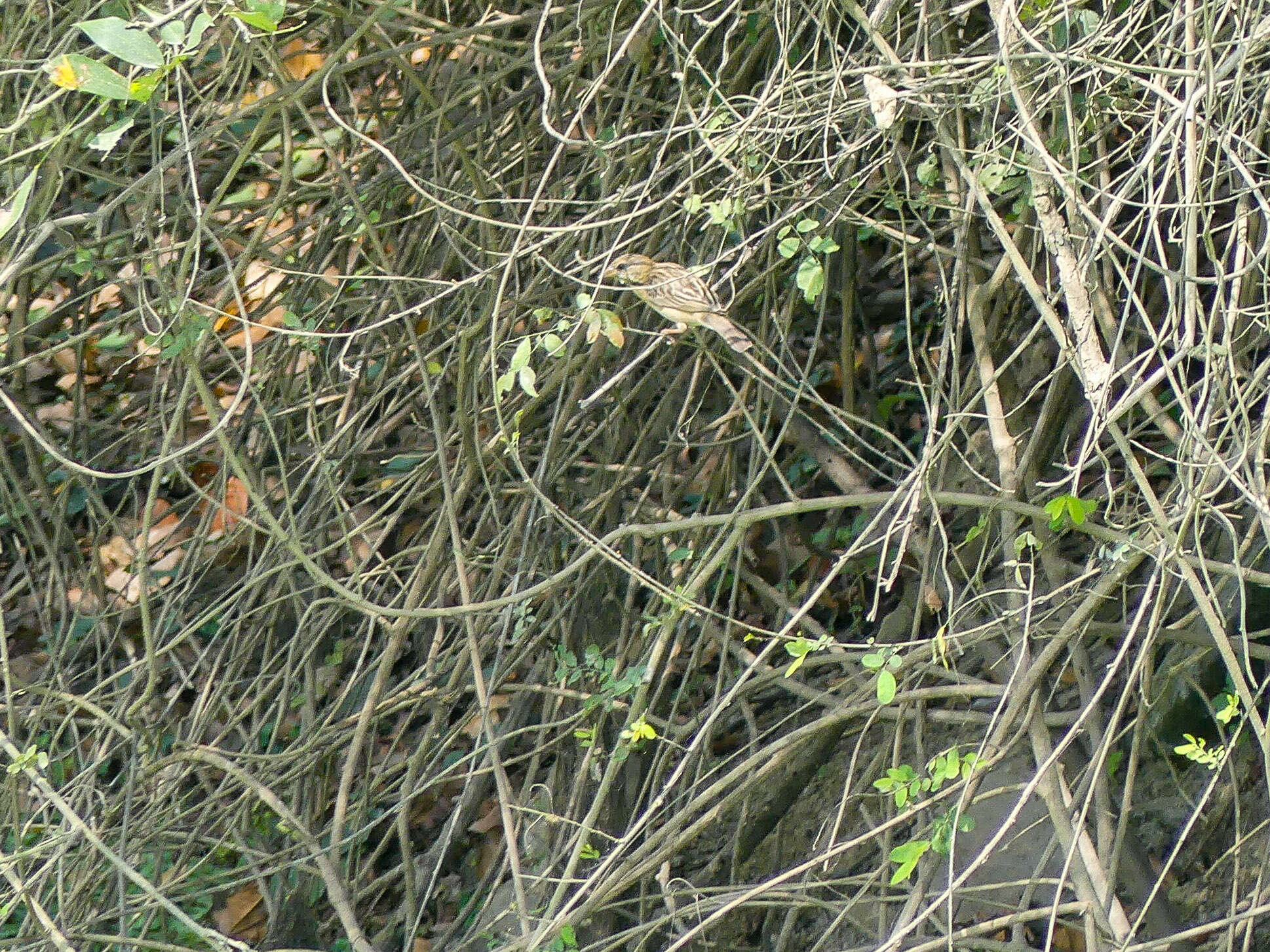 Image of Baya Weaver