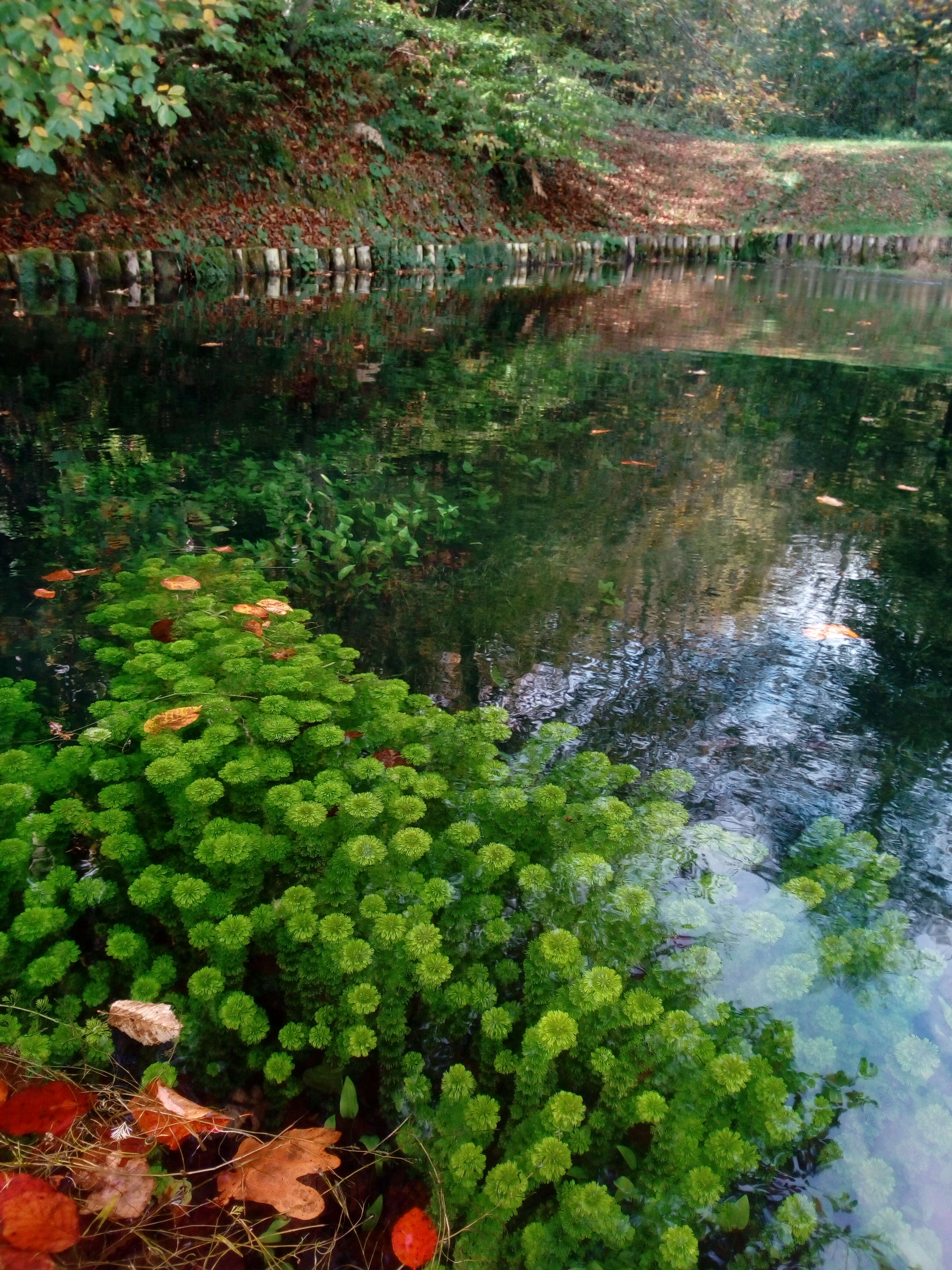 Image of American Pondweed