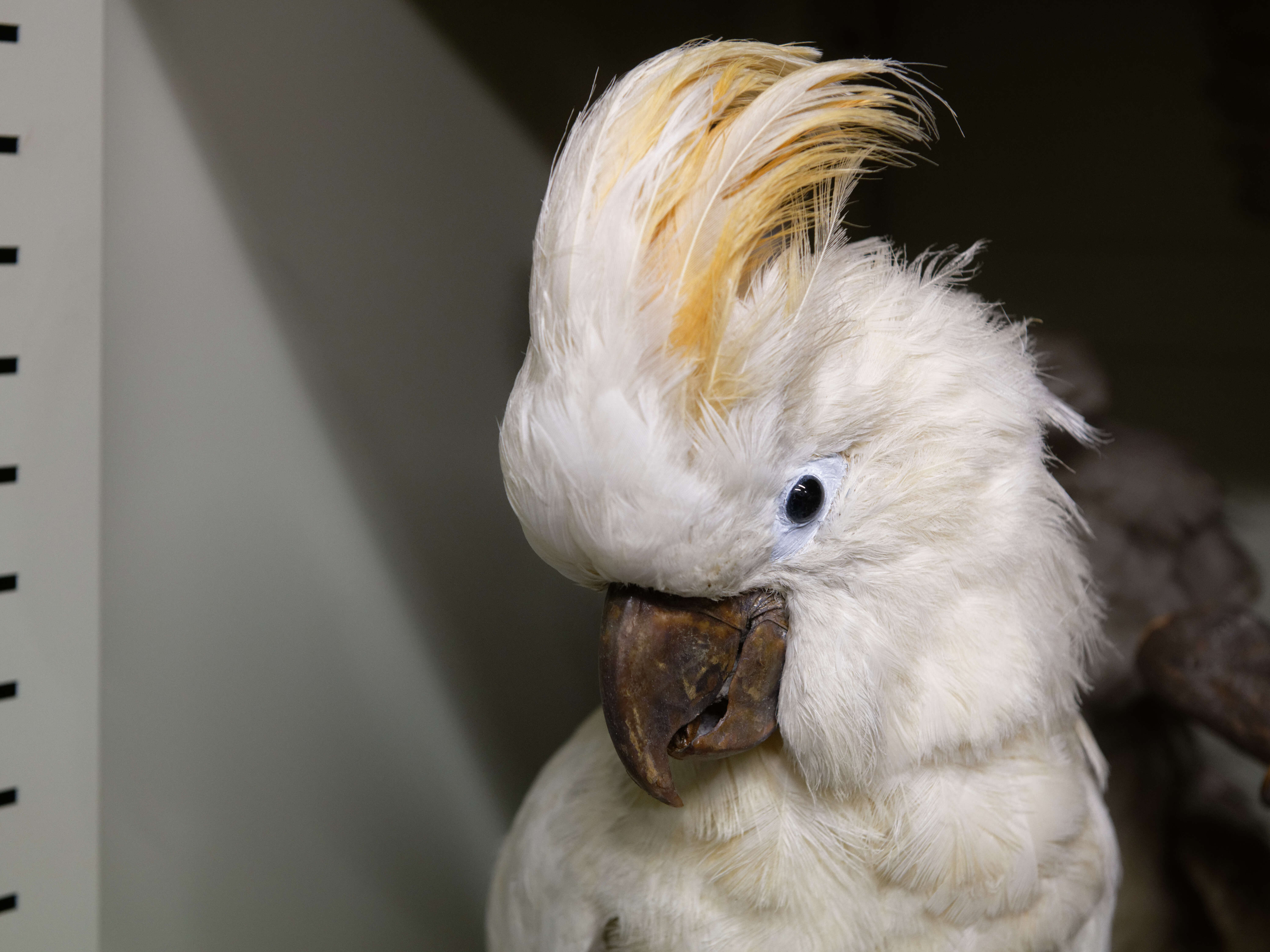 Image of Moluccan Cockatoo