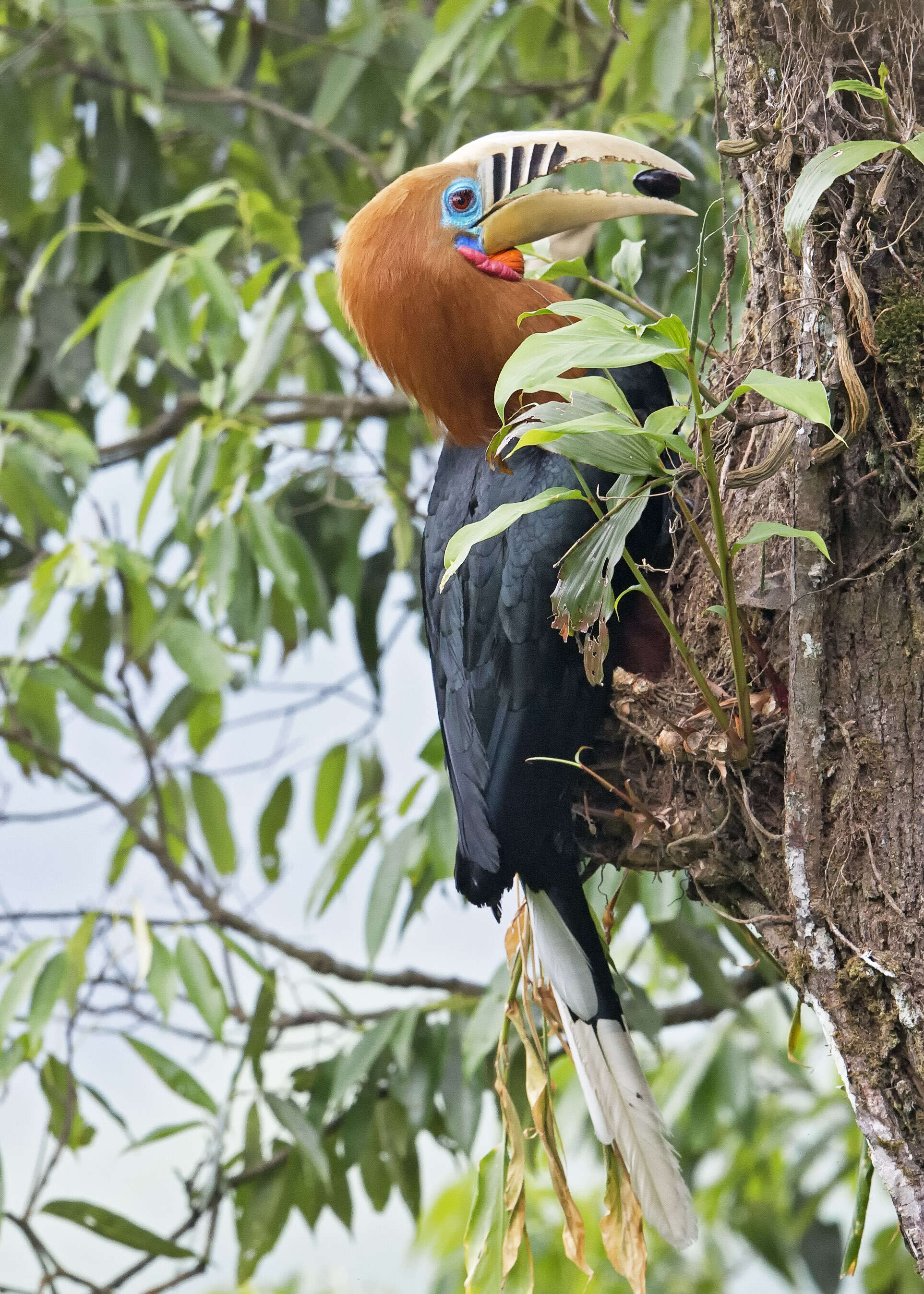 Image of Rufous-cheeked Hornbill