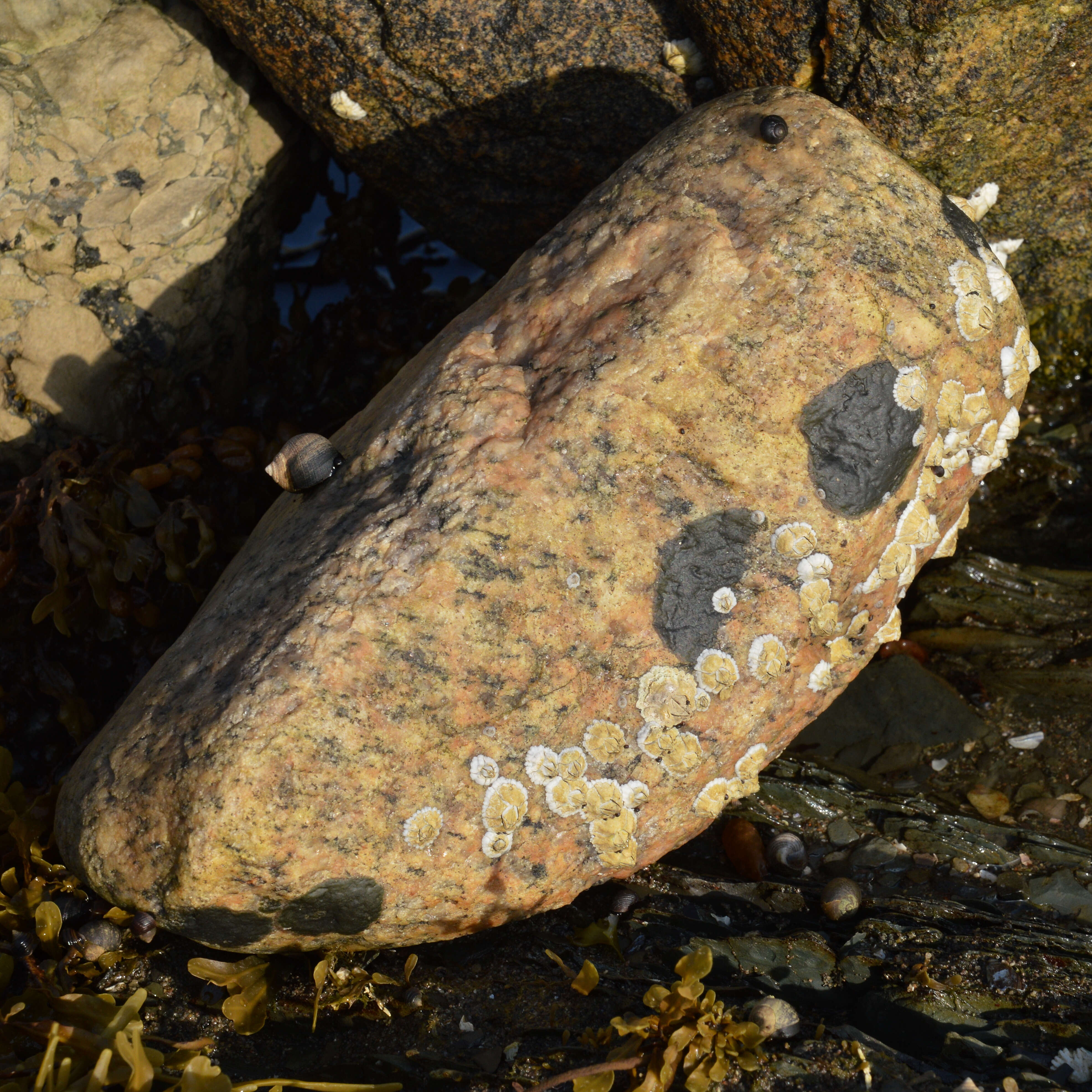 Image of Acorn barnacle