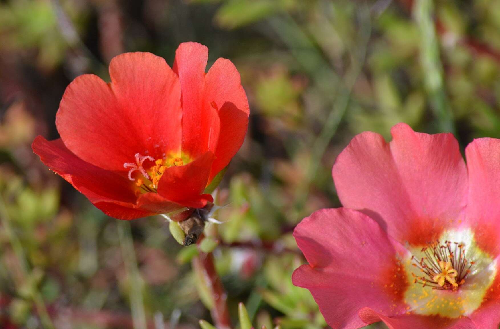 Image of Moss-rose Purslane