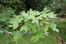 Image of Maple