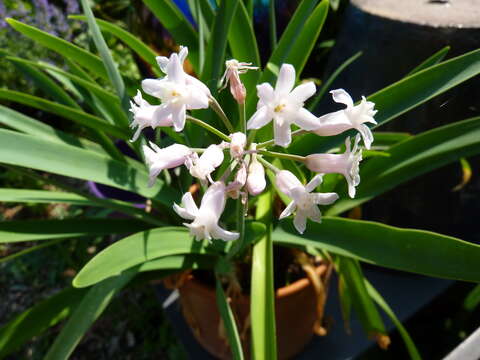 Image of Pink Agapanthus