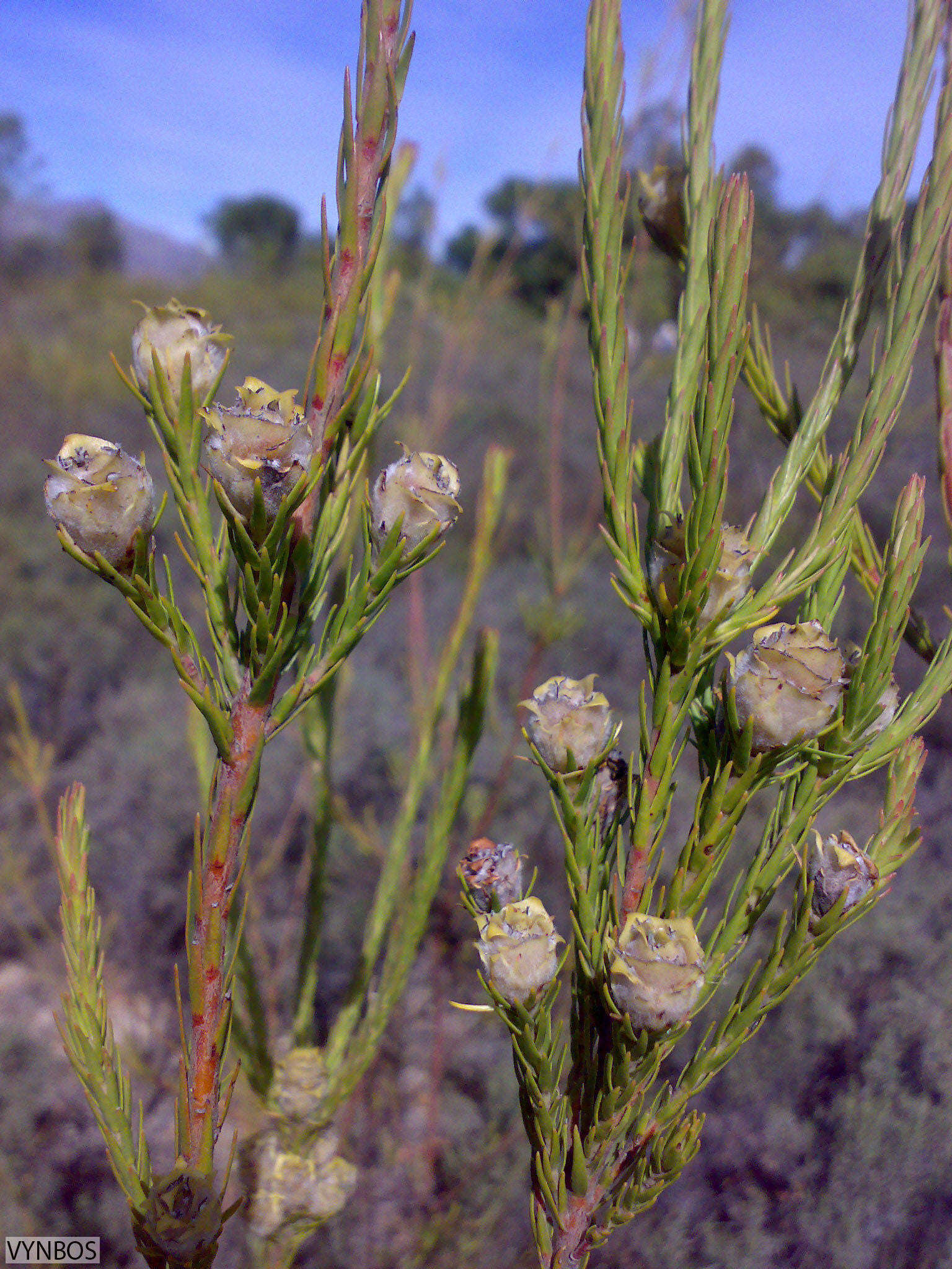 Image of Leucadendron corymbosum Berg.