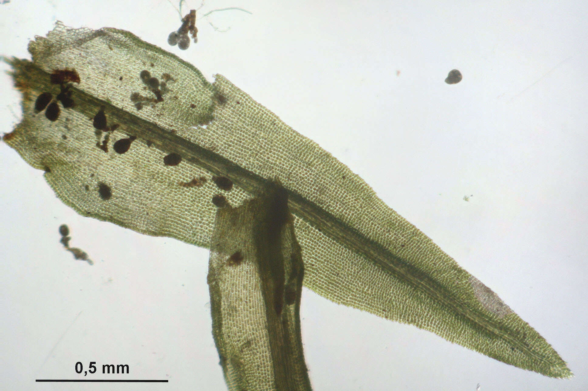 Image of dichodontium moss