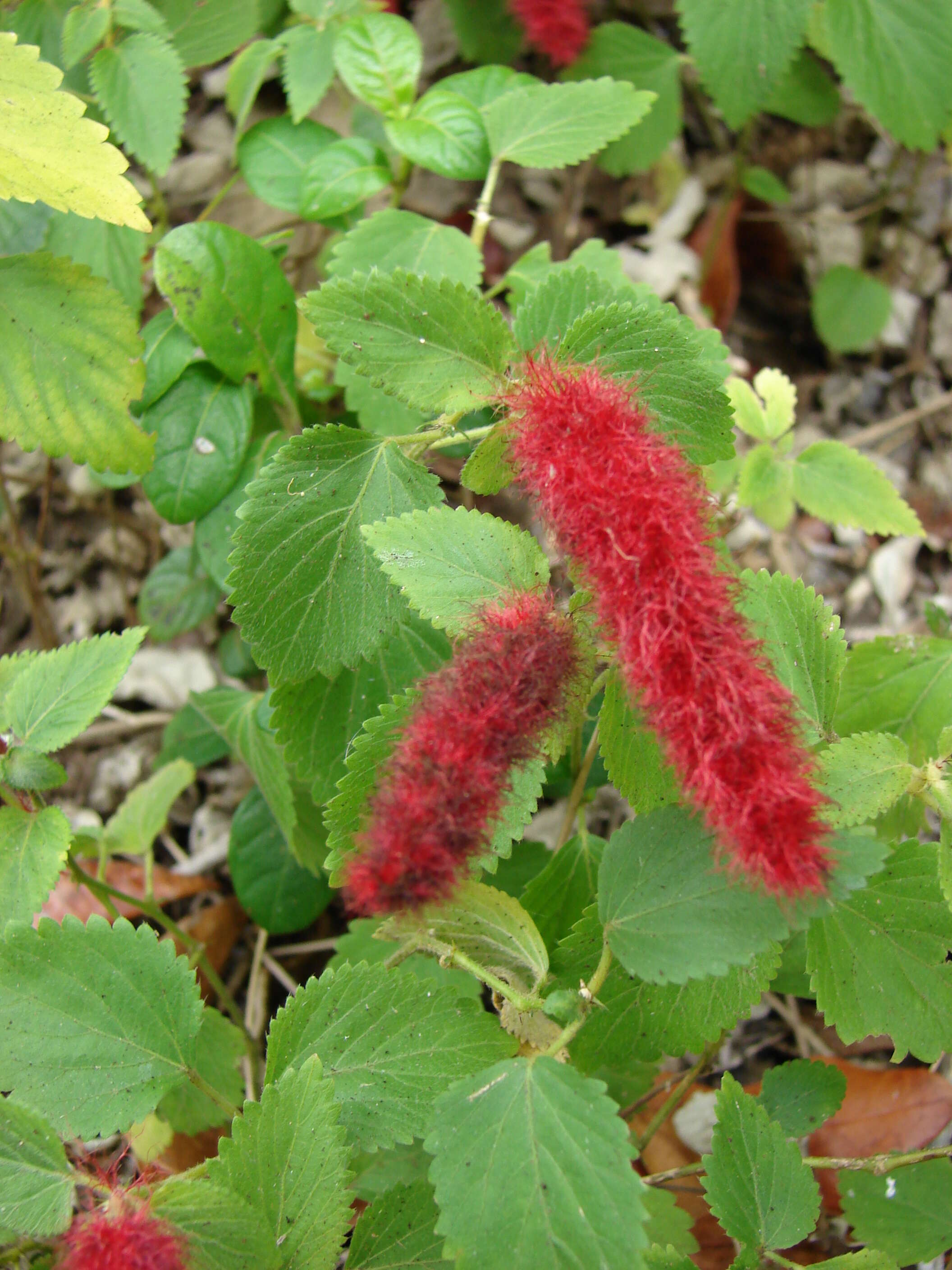 Imagem de Acalypha chamaedrifolia (Lam.) Müll. Arg.