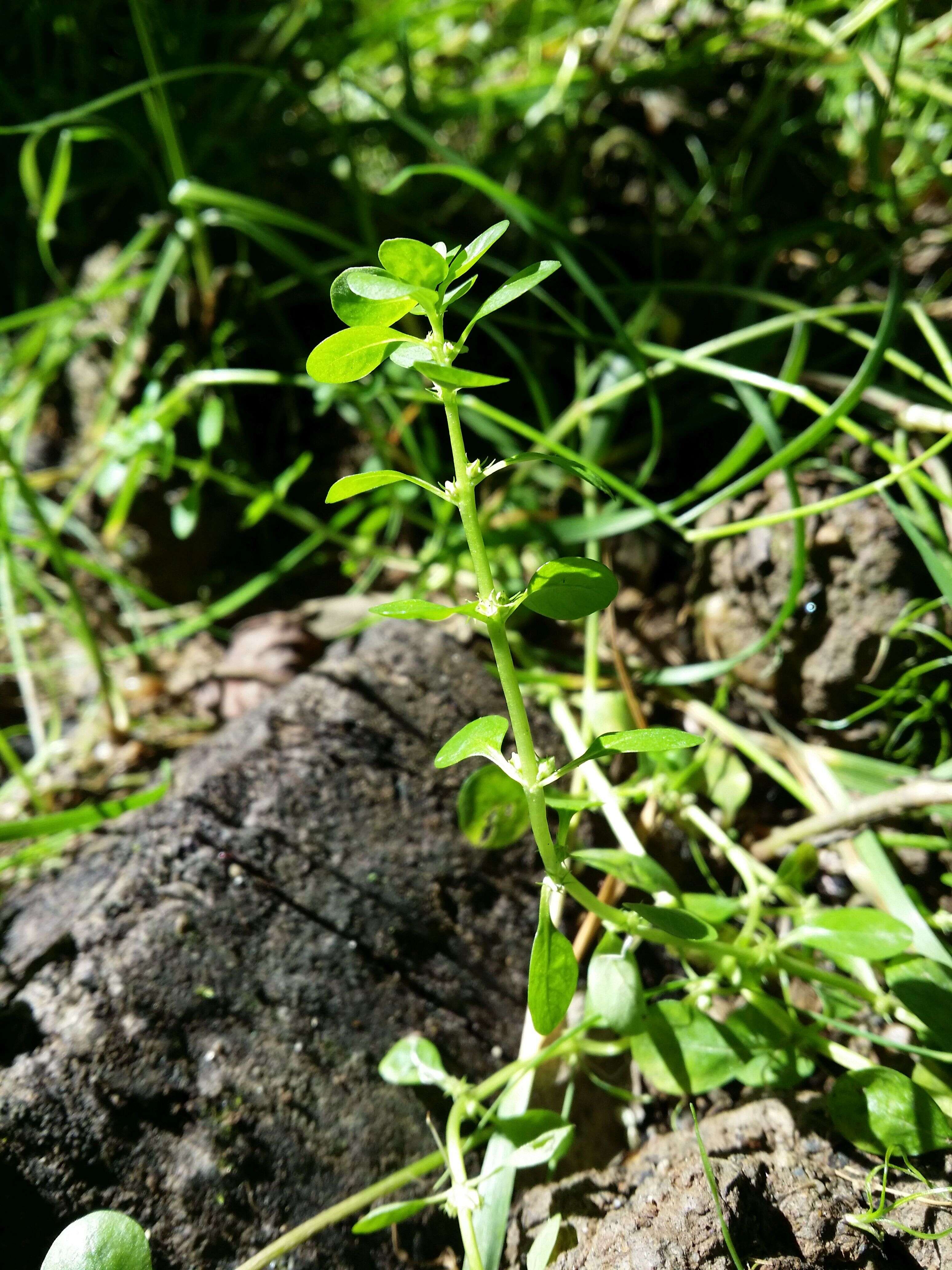 Image of Spatulaleaf Loosestrife