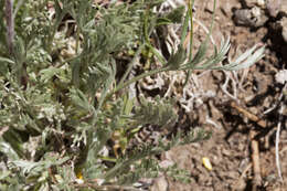 Image of field sagewort