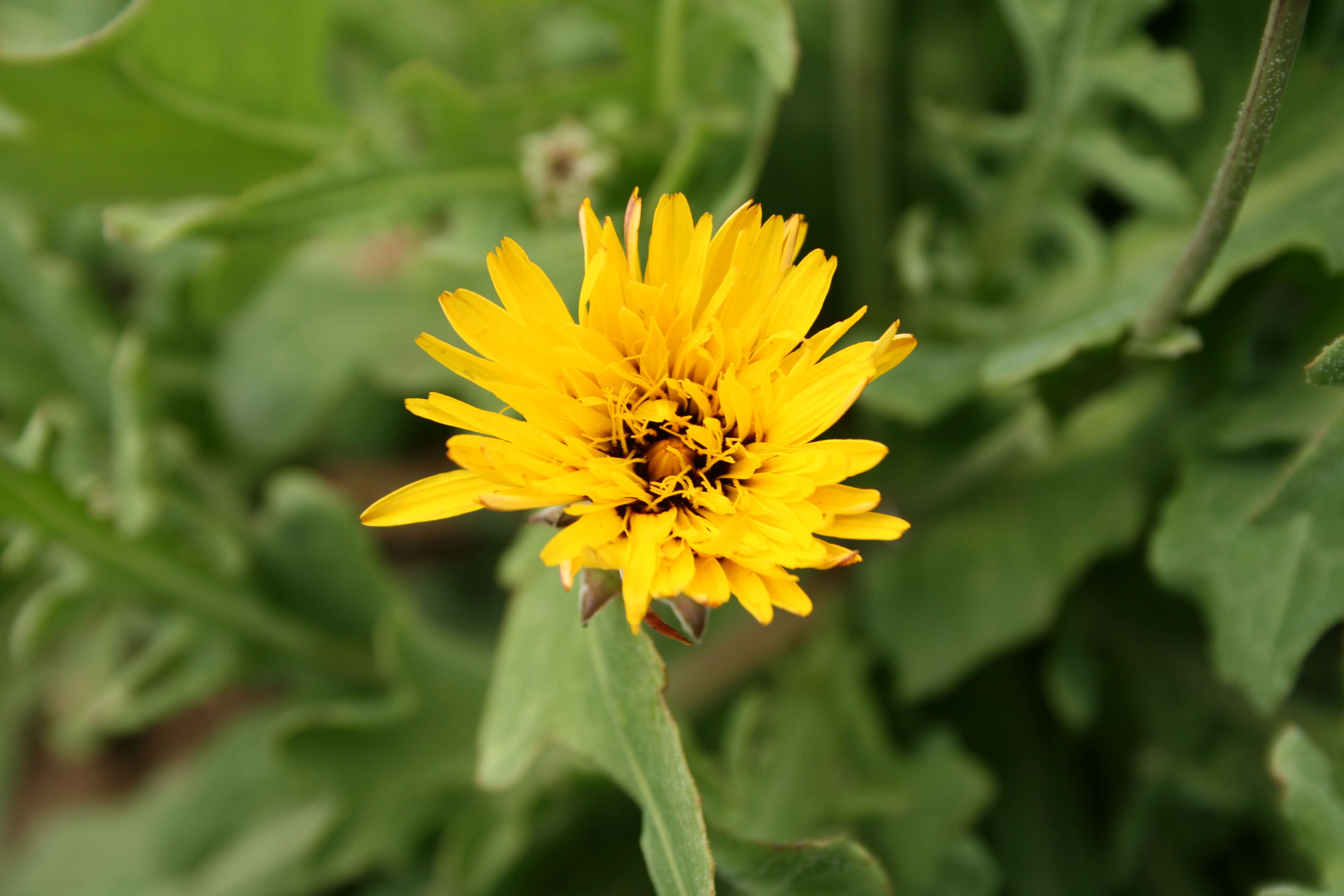 Image of False sowthistle