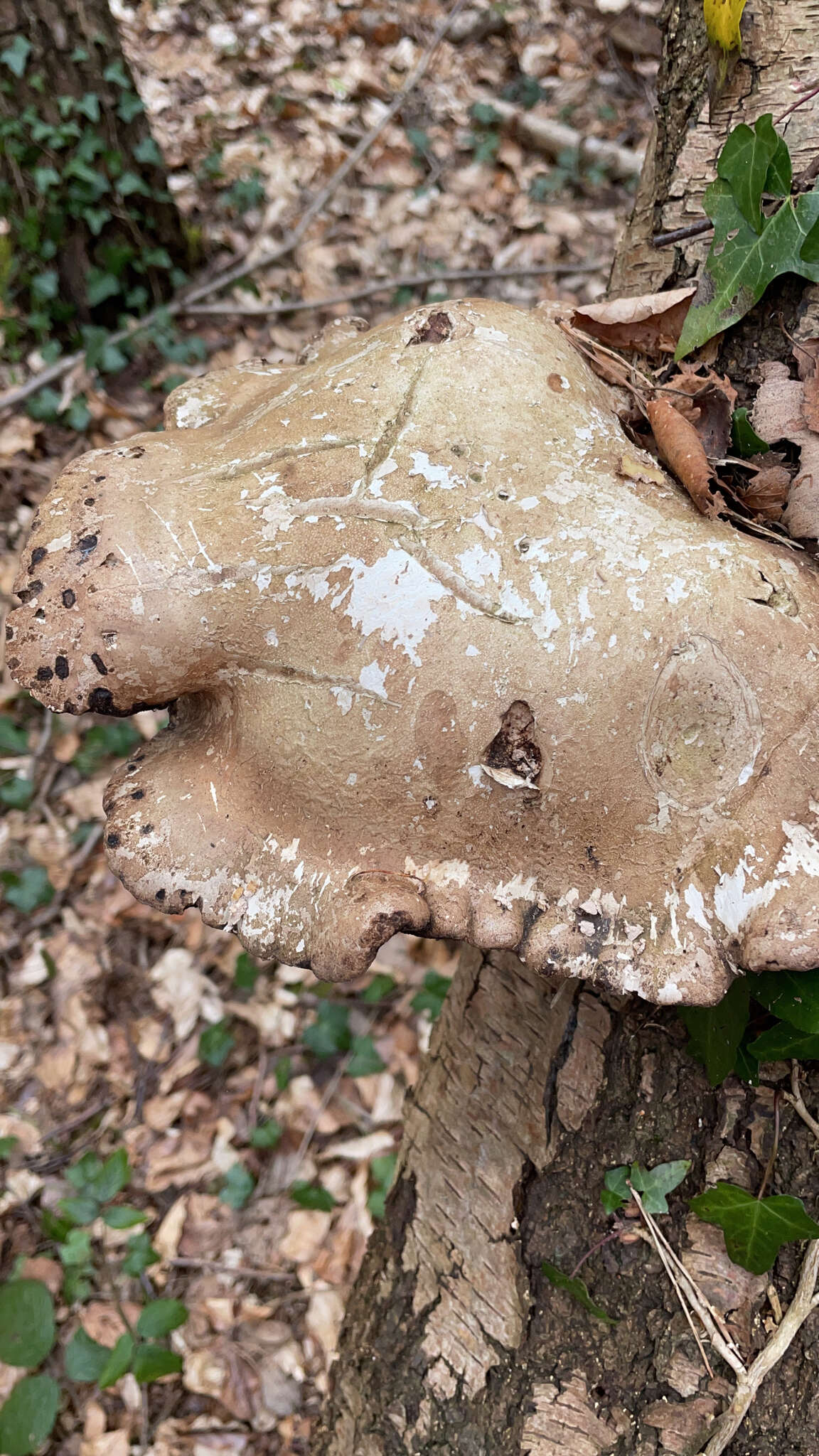 Image of birch polypore