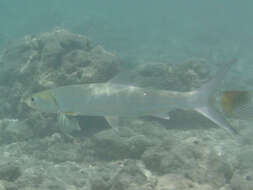 Image of Giant Herring