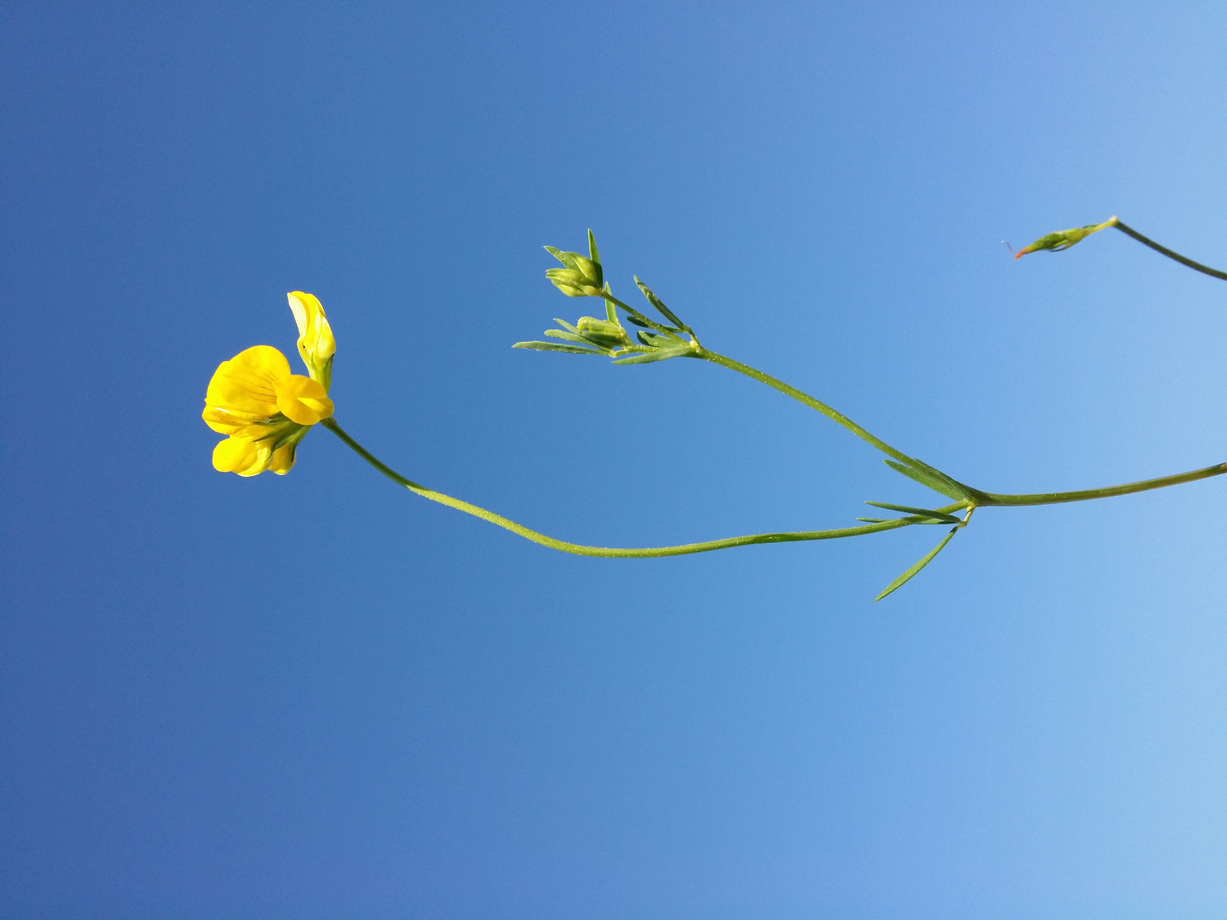 Image of Narrow-leaved Bird's-foot-trefoil