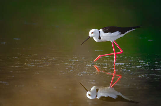 Image of Pied Stilt