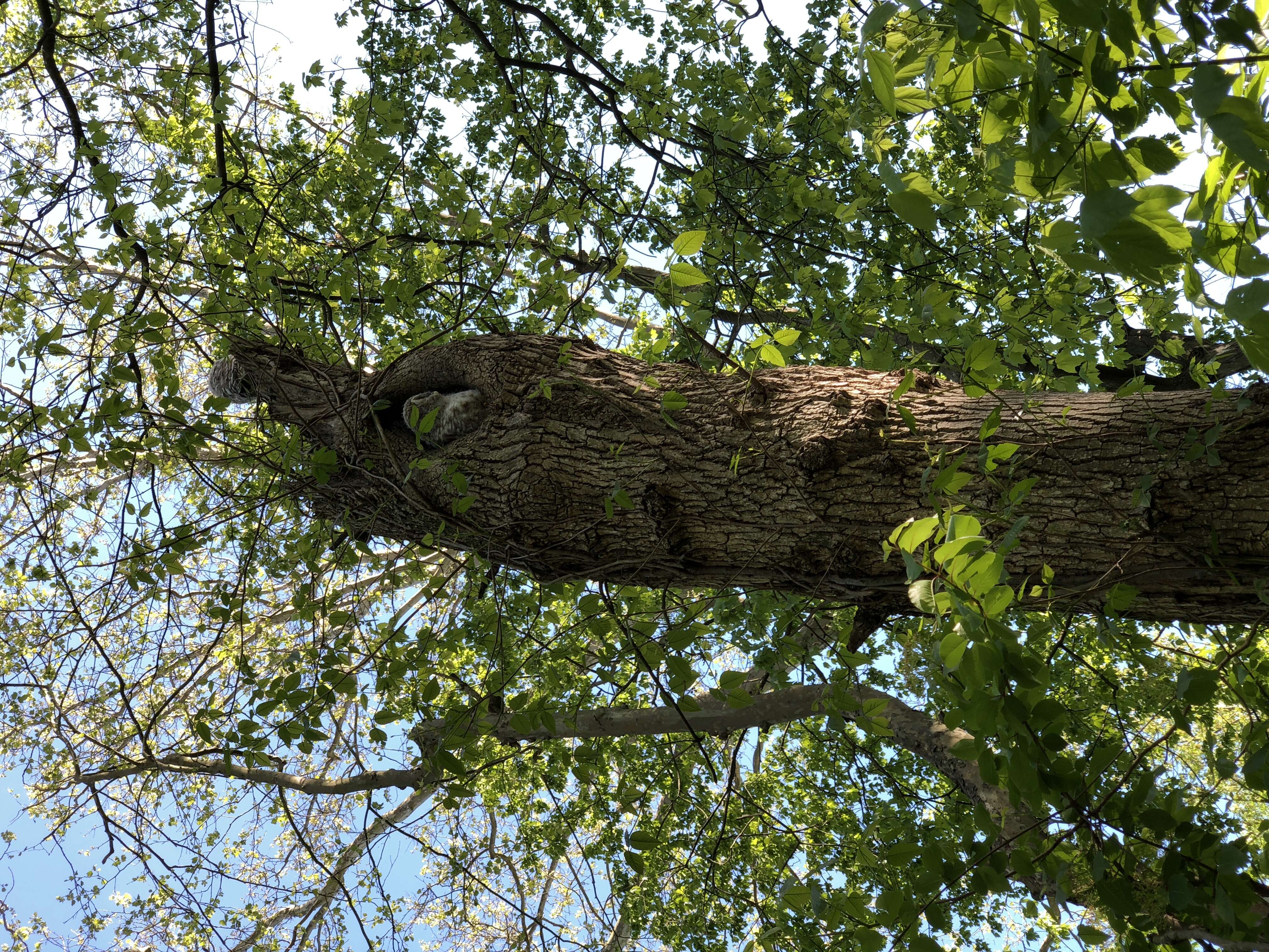 Image of Barred Owl