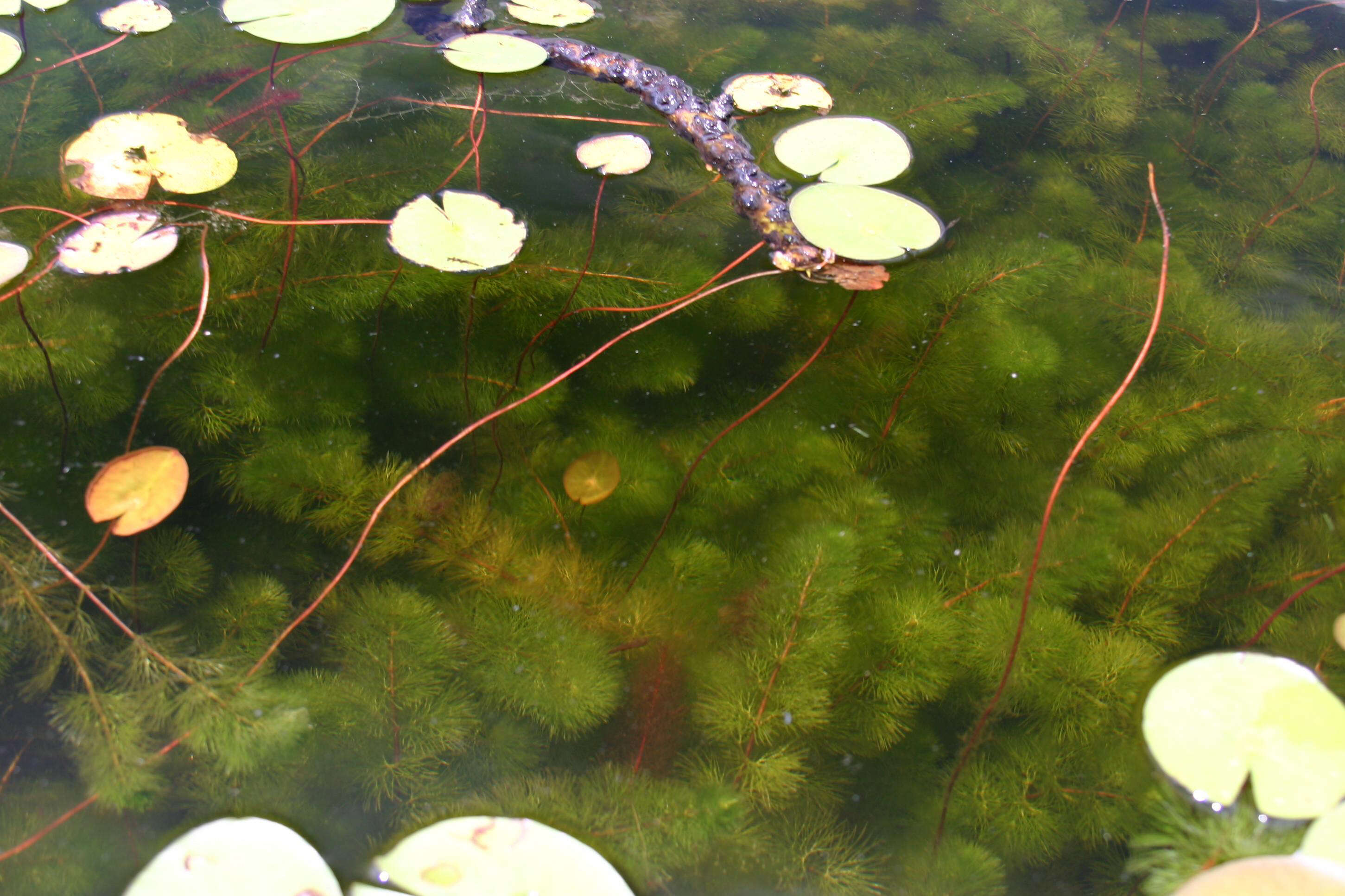 Imagem de Myriophyllum heterophyllum Michx.