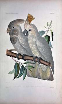 Cacatua ducorpsii Pucheran 1853 resmi