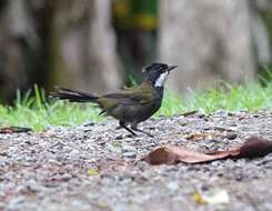 Image of Eastern Whipbird