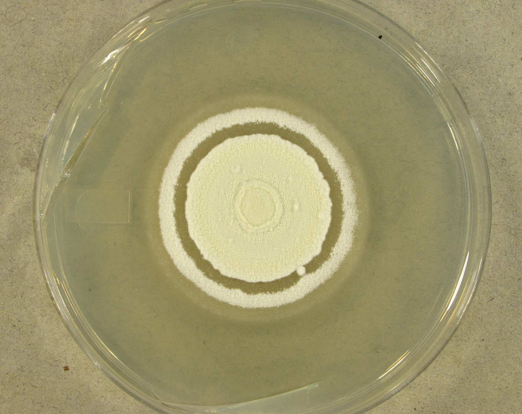 Image of Ophidiomyces ophiodiicola