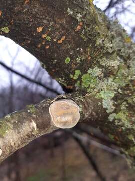 Image of Phellinus pomaceus (Pers.) Maire 1933