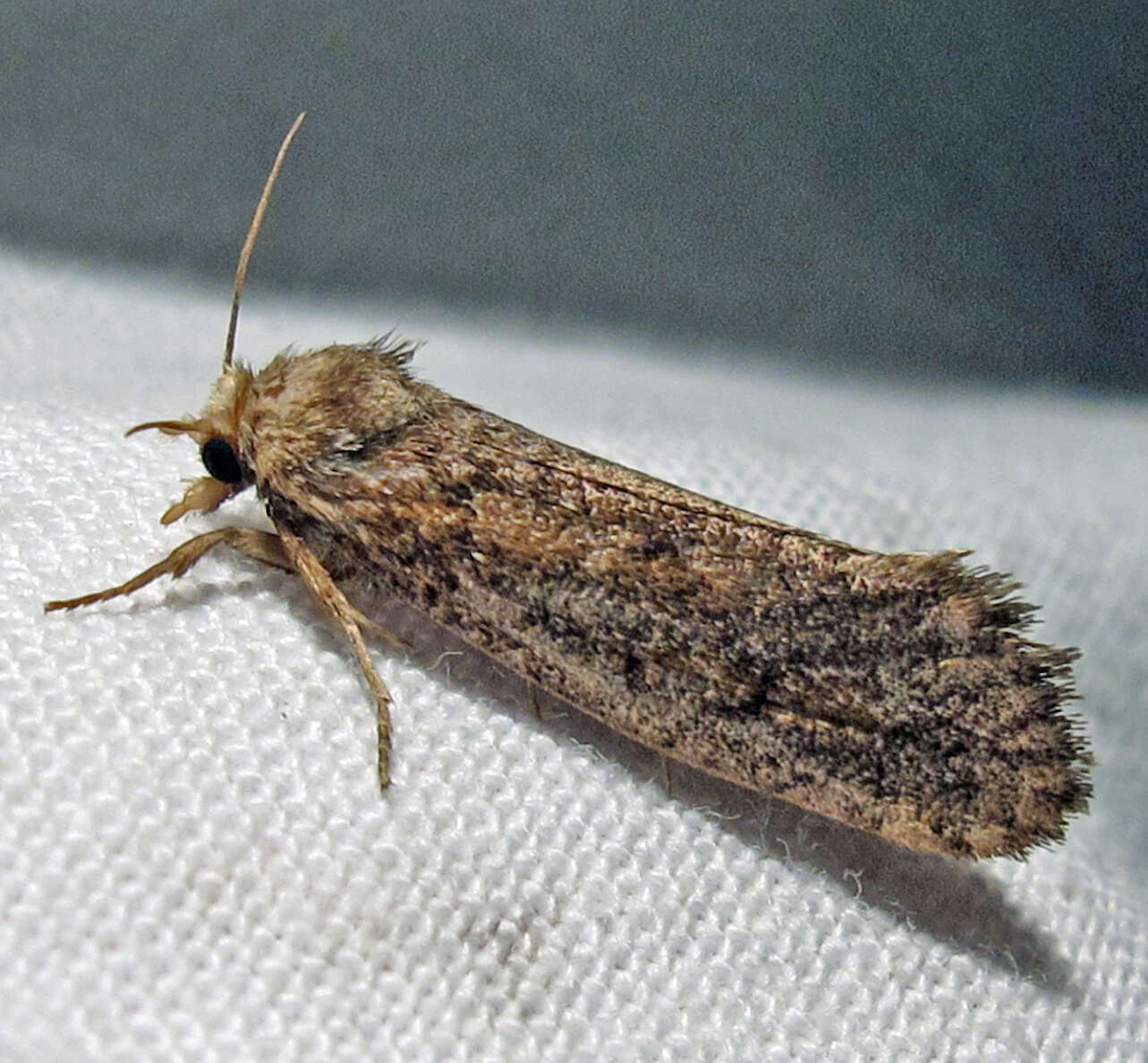 Image of Clemens' Grass Tubeworm Moth