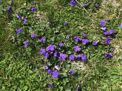 Image of common blue violet