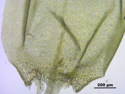 Image de Pseudocalliergon trifarium Loeske 1907