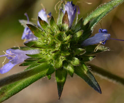 Image of Devil’s Bit Scabious