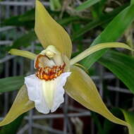 Image of Coelogyne lawrenceana Rolfe