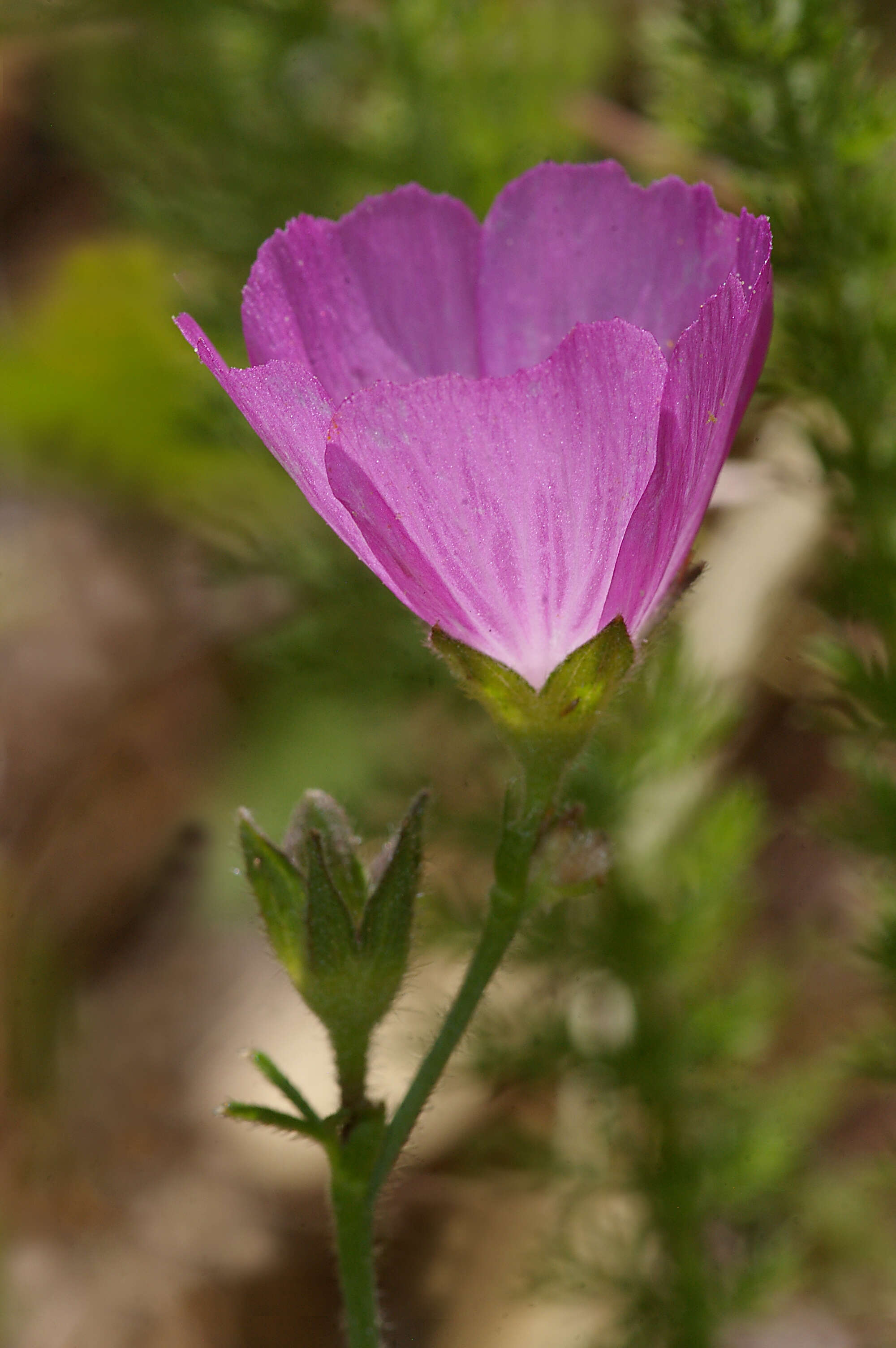 Image of dwarf checkerbloom