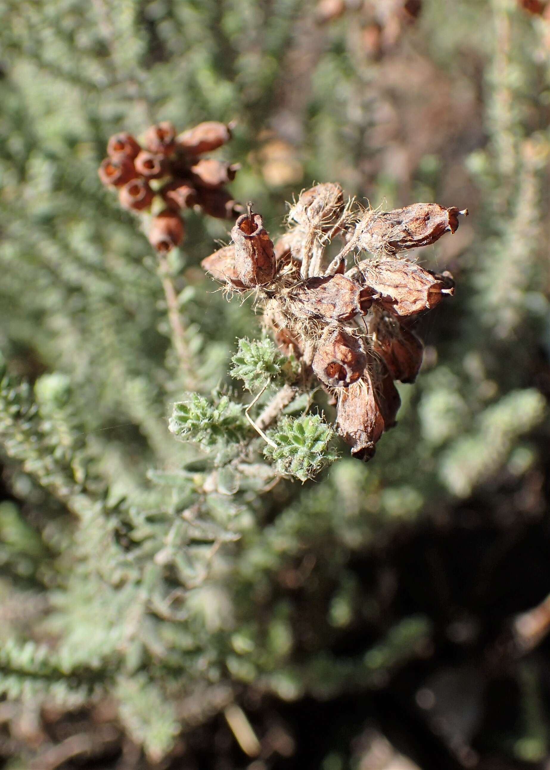 Image of Bog Heather