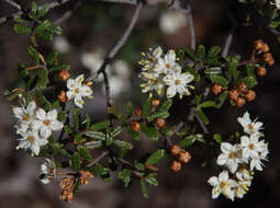 Image of Phebalium megaphyllum (Ewart) Paul G. Wilson