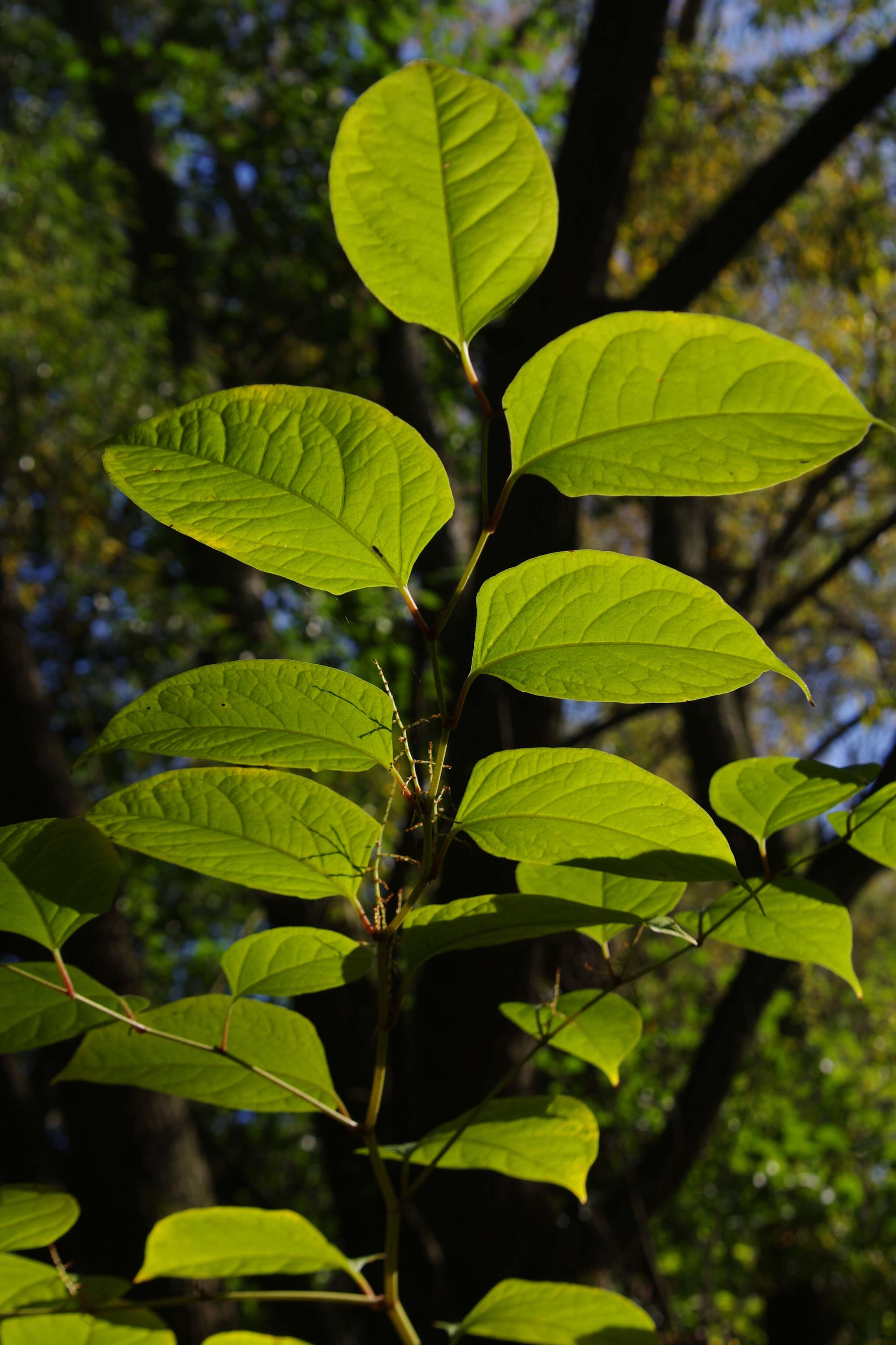 Image of Japanese Knotweed