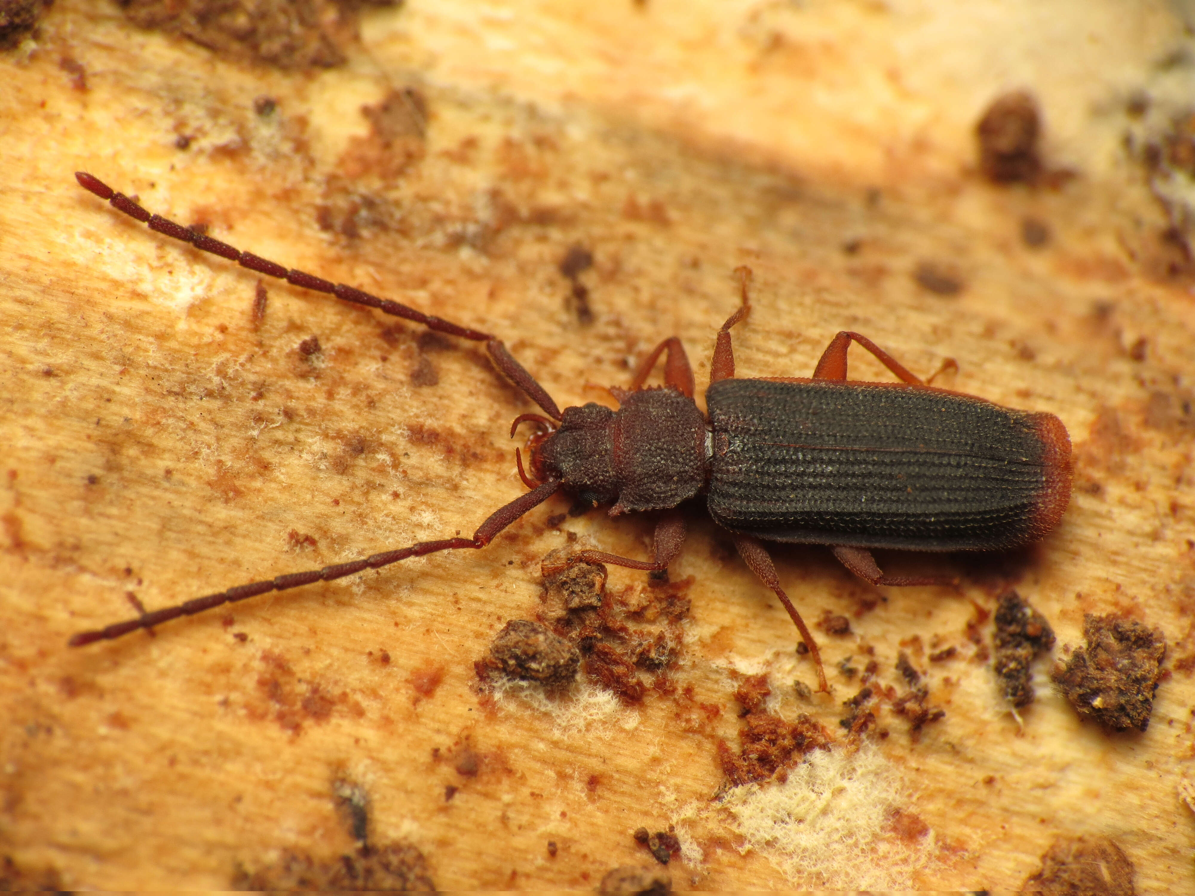 Image of silvanid flat bark beetles