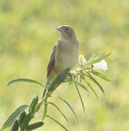 Image of Brown-headed Bunting