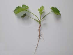 Image of wild parsnip