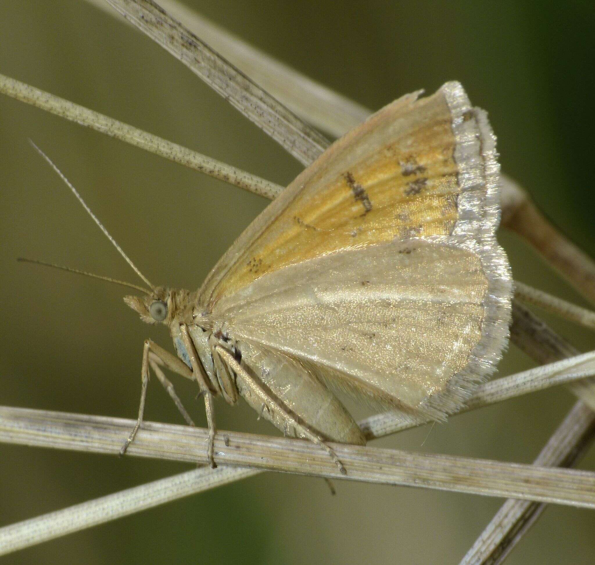 Image of Asaphodes abrogata Walker 1862